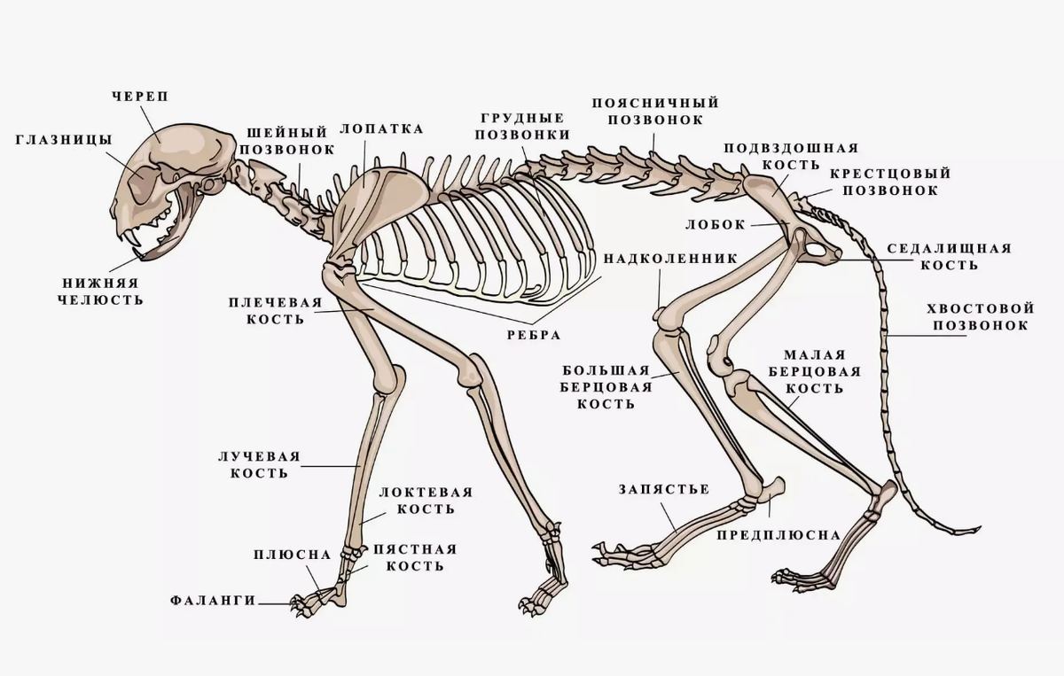 Устройство скелета кошки