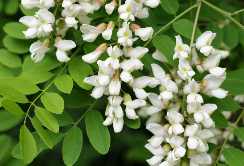Робиния ложноакациевая (Robinia pseudoacacia)