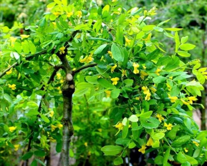 Карагана древовидная (Caragana arboréscens)