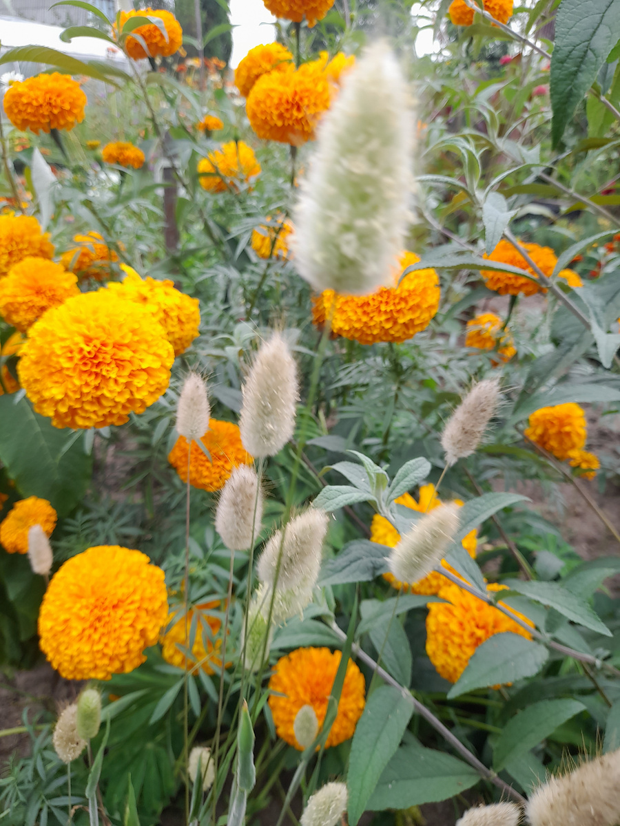 Пересорт или расщепление 