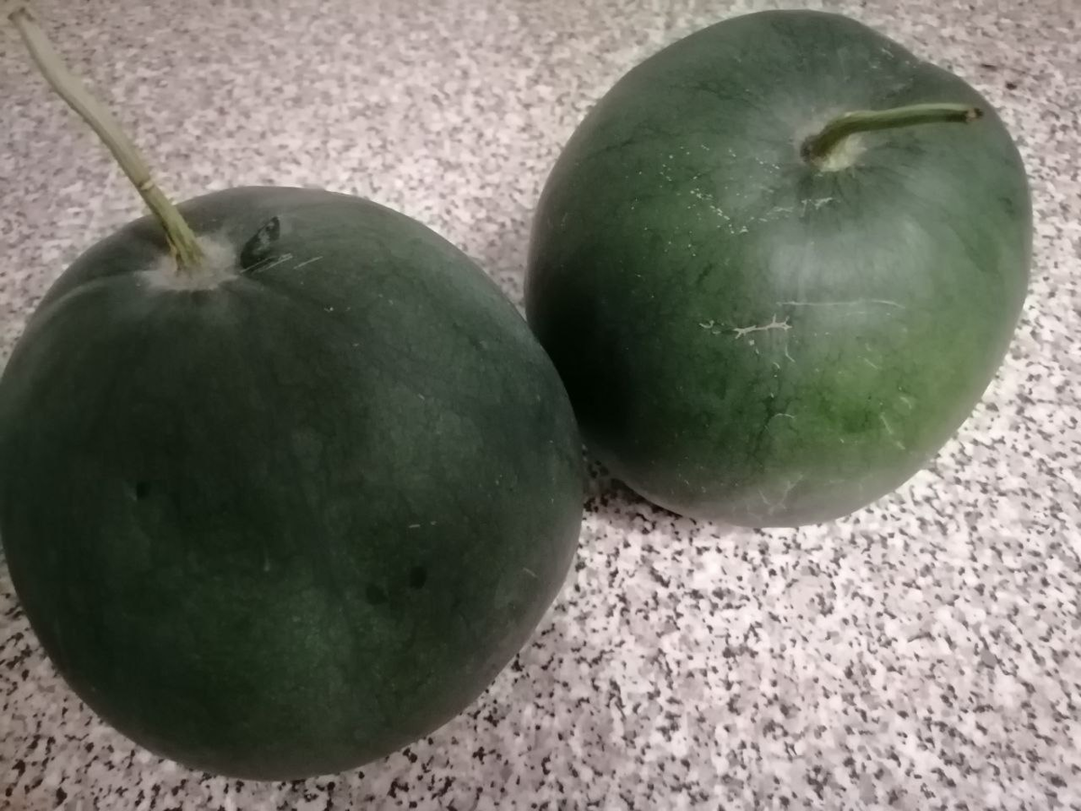 Арбуз Огонек, фото автора