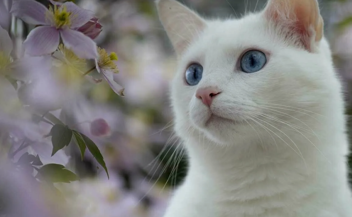 У кошек есть орган Якобсона, расположенный на небе. Он помогает им анализировать специфические запахи, такие как феромоны. Когда кошка приподнимает верхнюю губу и «нюхает воздух», это явление называют флеменом.