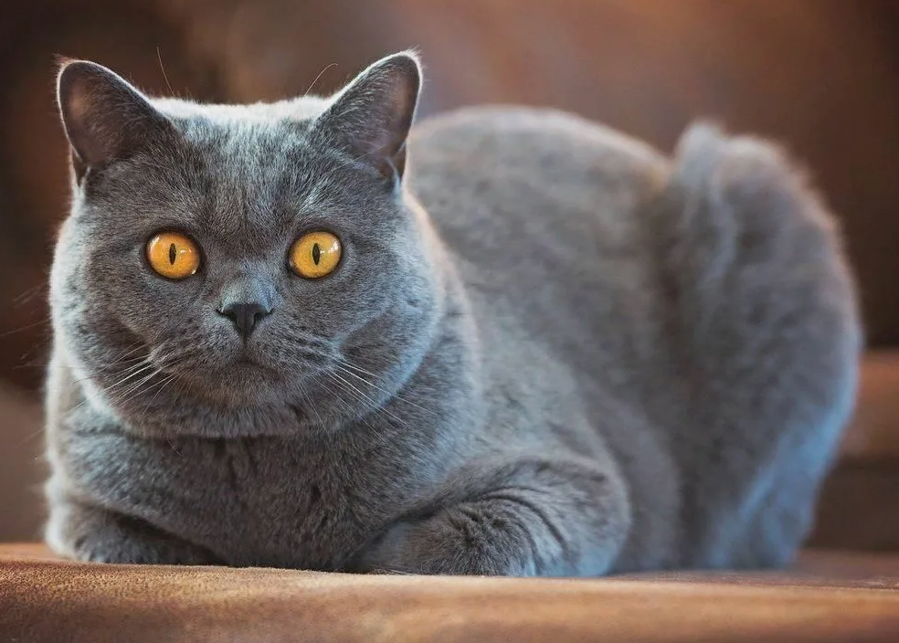 Когда кошка медленно моргает, глядя на вас, она выражает доверие и любовь. Это называют «кошачьим поцелуем». Вы можете ответить ей тем же, чтобы показать свою симпатию.