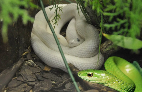 1941-год "металлической" белой Змеи. 2025 - год "деревянной" зеленой Змеи