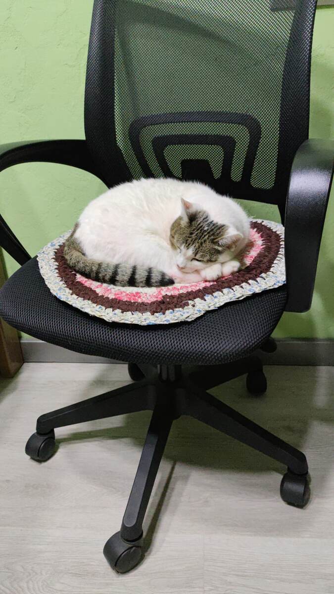 Не знаю, чем проиллюстрировать статью. Это моя кошка. 