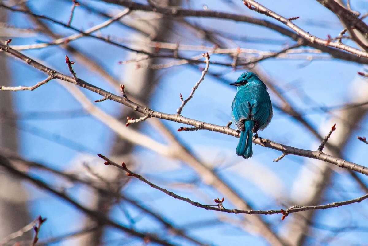    Орнитолог Иовченко: птицы больше не улетают зимовать в тёплые края