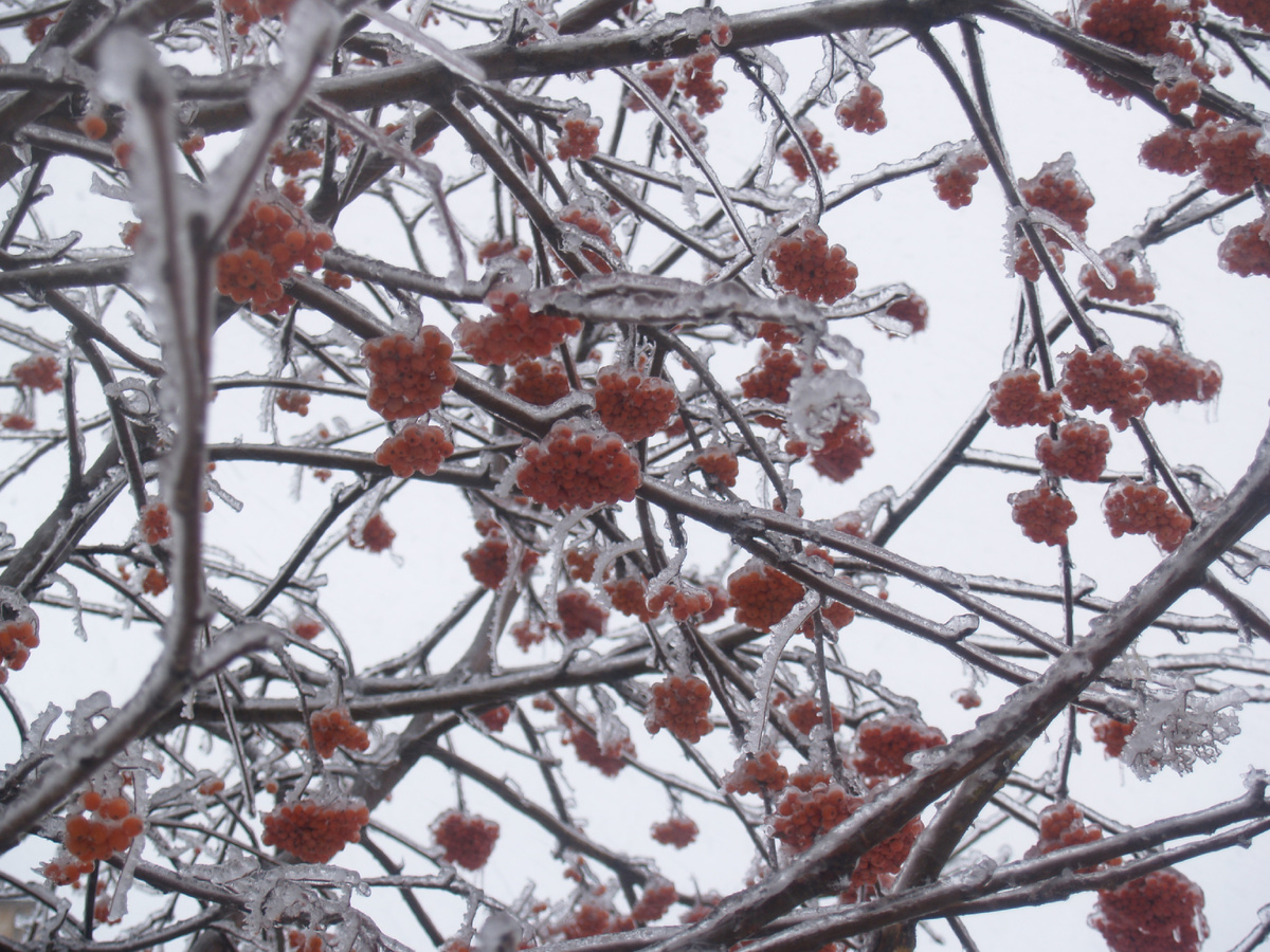 Рябина после лебяного дождя в декабре 2010 года. г. Москва