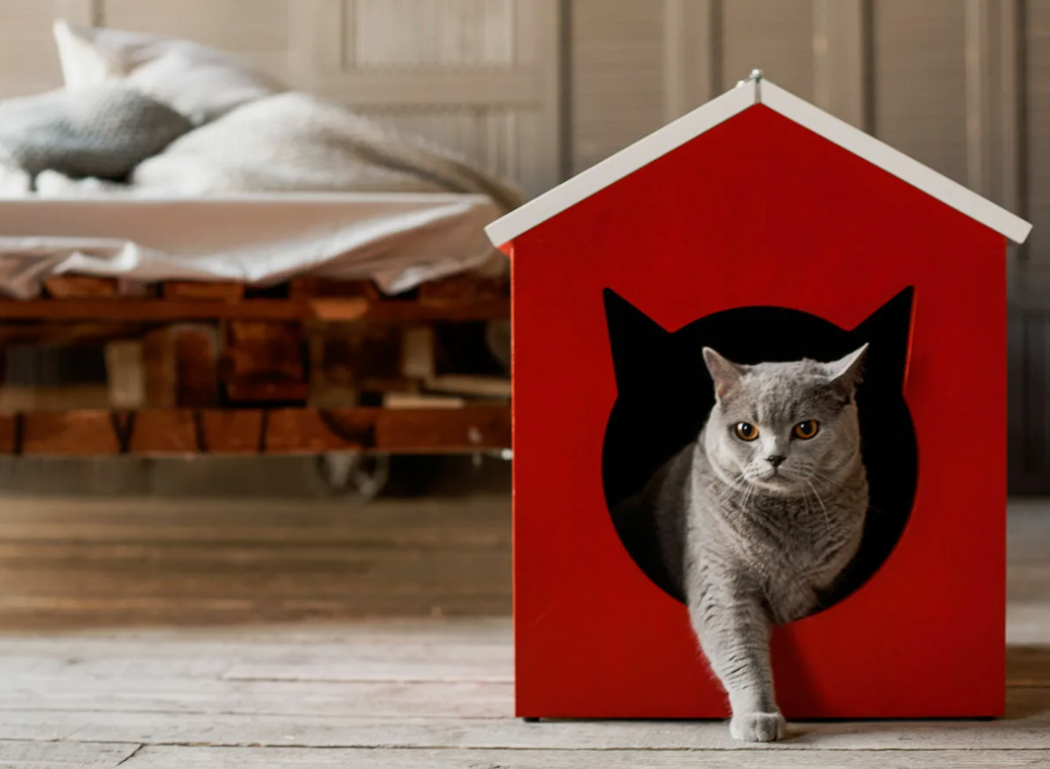 Кошки слышат звуки на частоте до 65 кГц, что выше человеческого предела (20 кГц). Это помогает им ловить мышей, которые издают ультразвуковые сигналы.