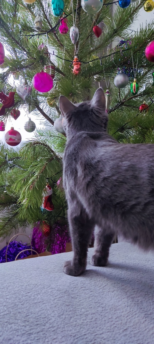 Себастьян разглядывает игрушки. 