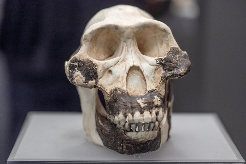     Фото: Svet foto/Shutterstock/FOTODOM Челюсть и зубы Australopithecus afarensis были значительно массивнее и толще современных. У него было три больших моляра с толстой эмалью. Ископаемые черепа этих древних людей также свидетельствуют о наличии мощной жевательной мускулатуры