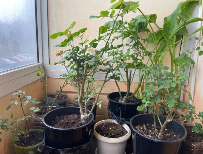 Купленные в январе саженцы ждут высадки 