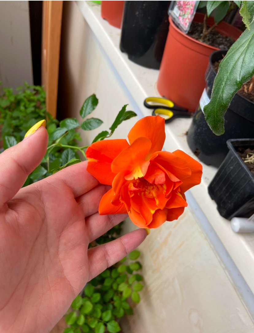 Роза «Вестерленд» ждет высадку