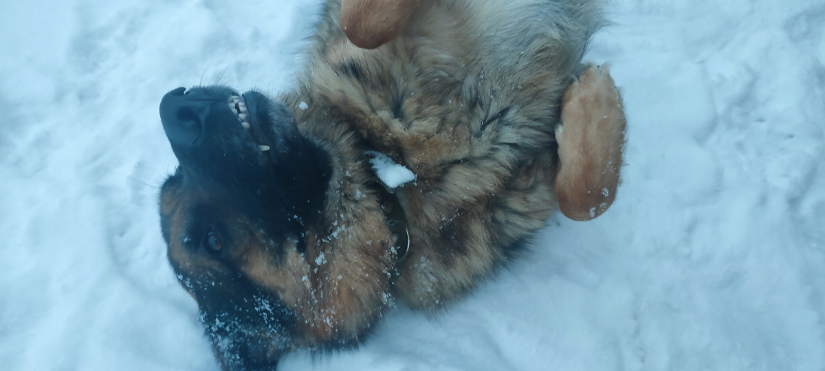 Не знаю как уж там улыбаются чеширский кот, но у Боси  выходит не хуже... 