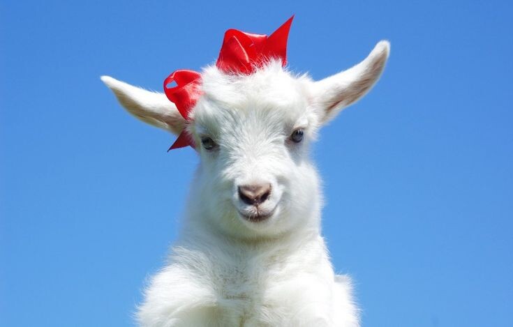 Фото из сети