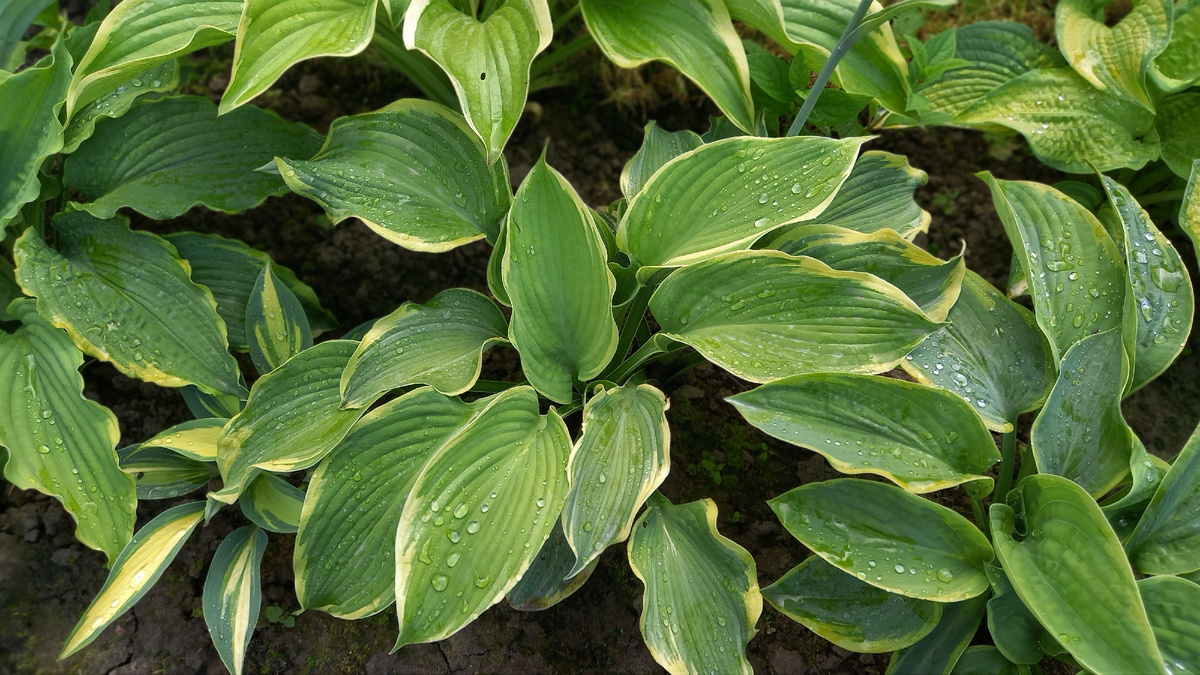 Хостовая школка