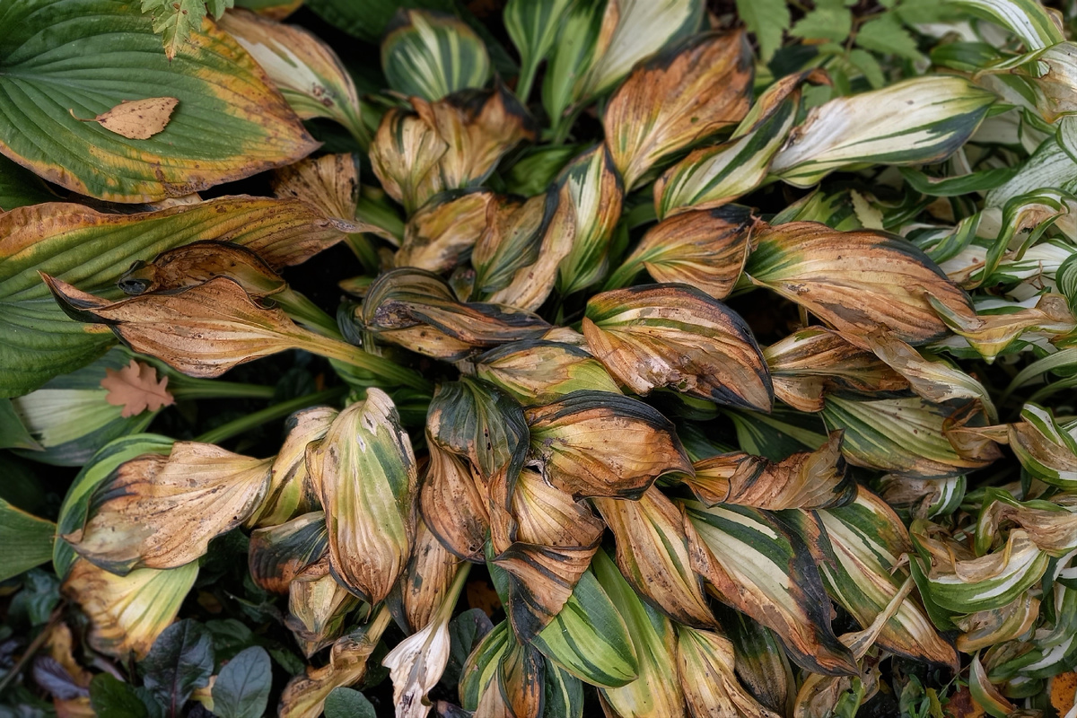 Как будто химический ожег...