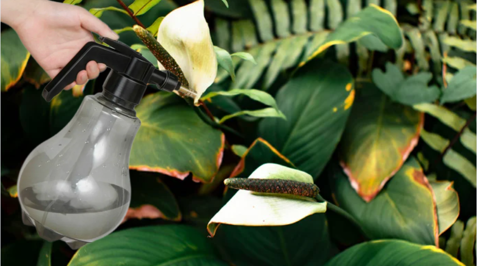 Забудьте о жёлтых листьях! Американский метод. Копеечный раствор вернул здоровье моим комнатным растениям