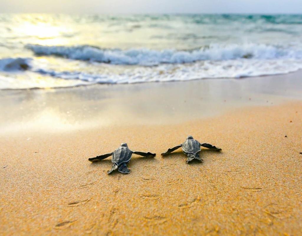 Источник: https://abcnews.go.com/Travel/photos/13th-annual-smithsonian-photo-contest-37503665/image-justin-hangin-37504443