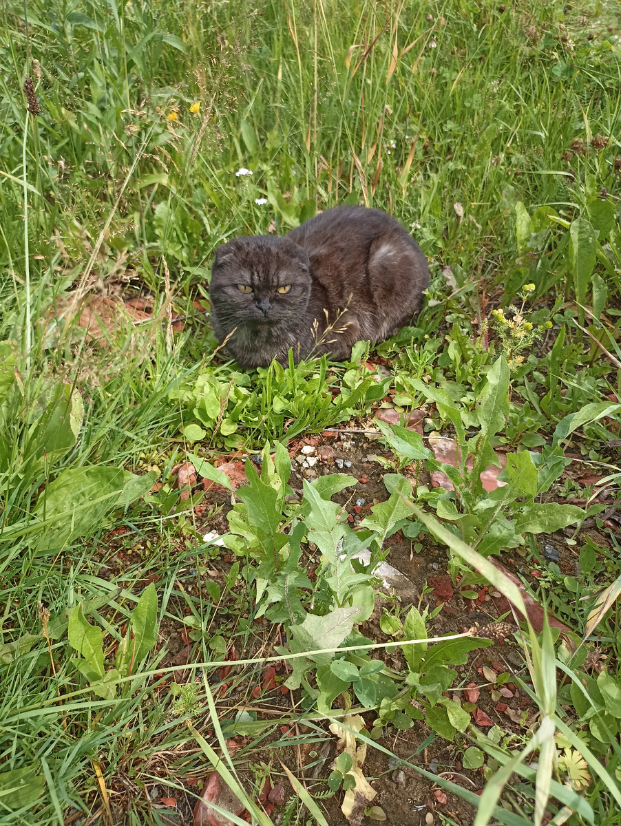 Это Наташина кошка. Они часто сидели у меня в огороде. 