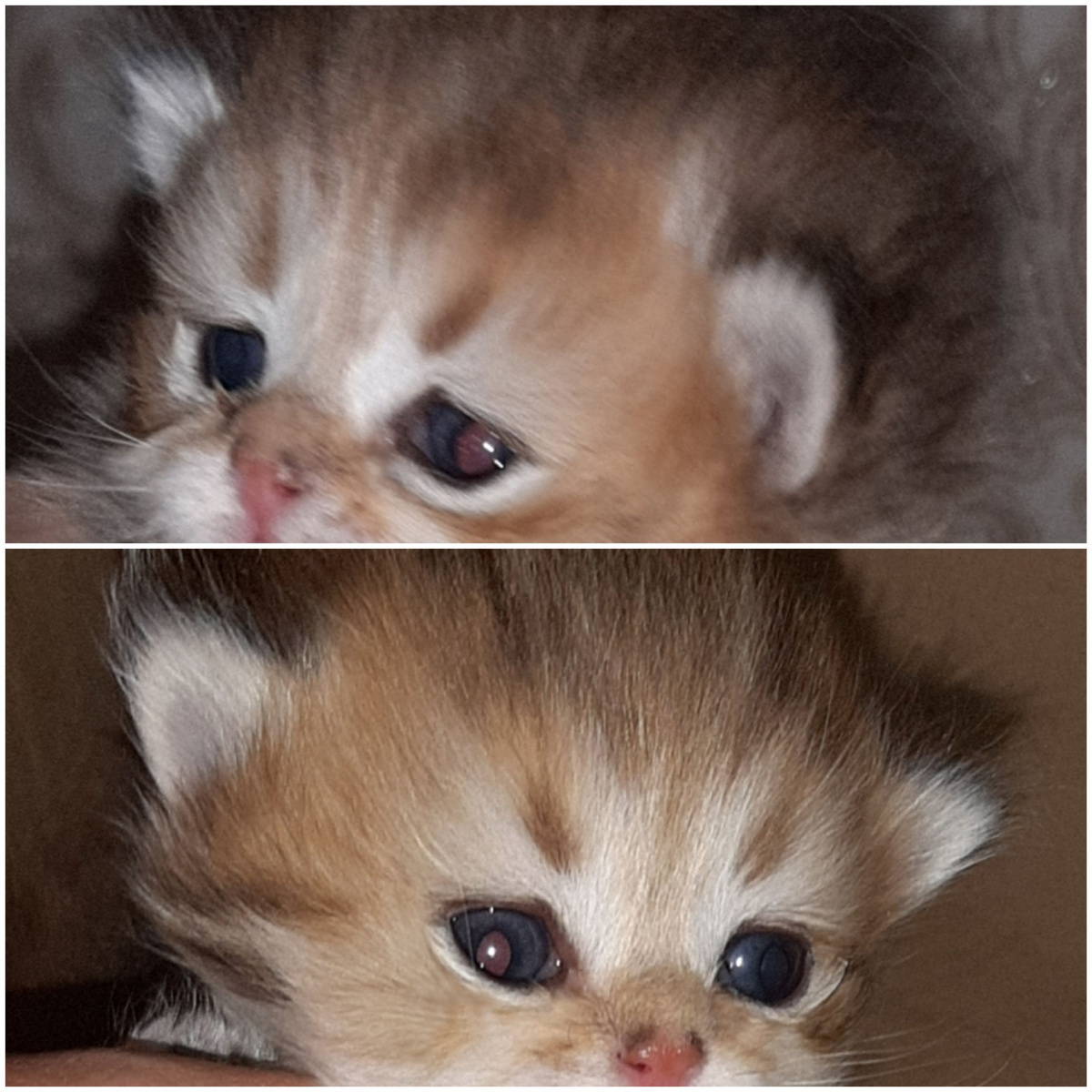 Слабое свечение глаз у месячного латента