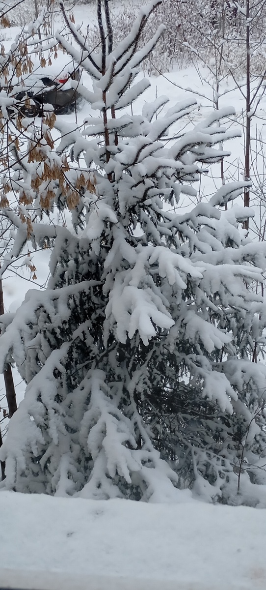 Красотка ёлочка под нашим окном. 