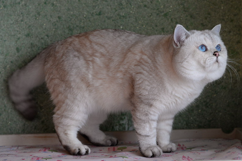 Колор-пойнт - Schoenweg Teodoro, обладатель голубых глаз и специфического окраса серебристый затушеванный колор-пойнт