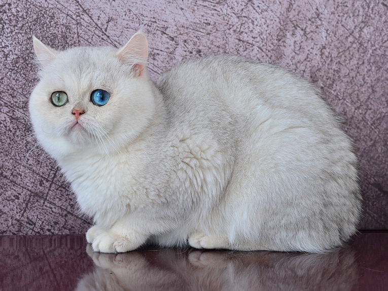 Urbi et Orbi, серебристый затушеванный разноглазый с доминантным геном голубых глаз