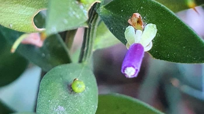    Фото: пресс-служба дендропарка «Южные культуры»