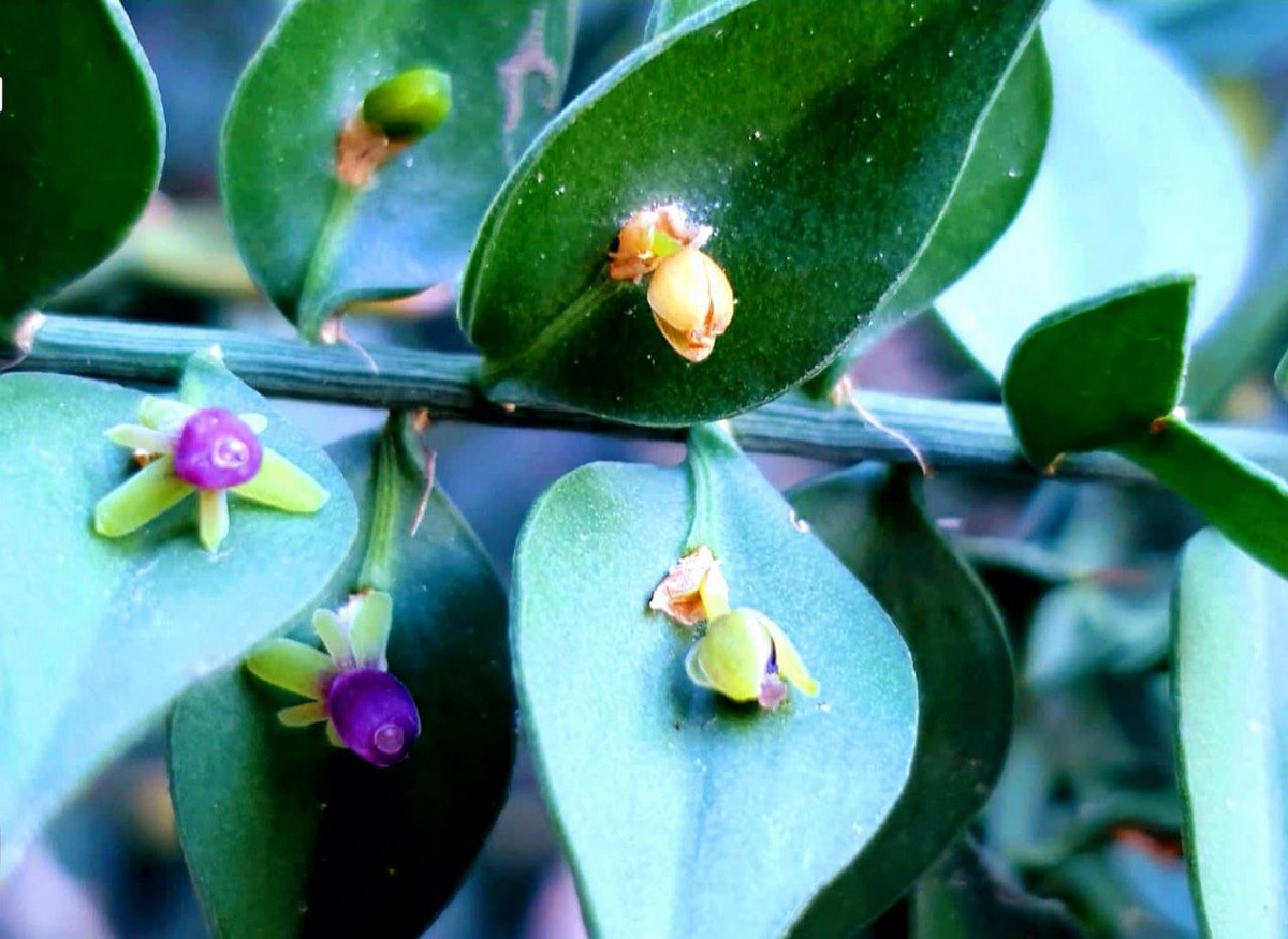    Фото: пресс-служба дендропарка «Южные культуры»