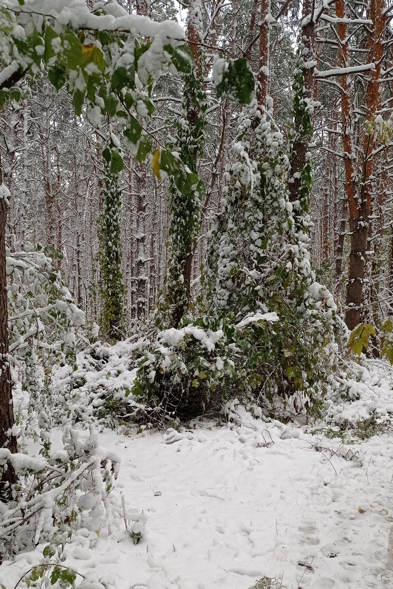 26 октября 2023 г.