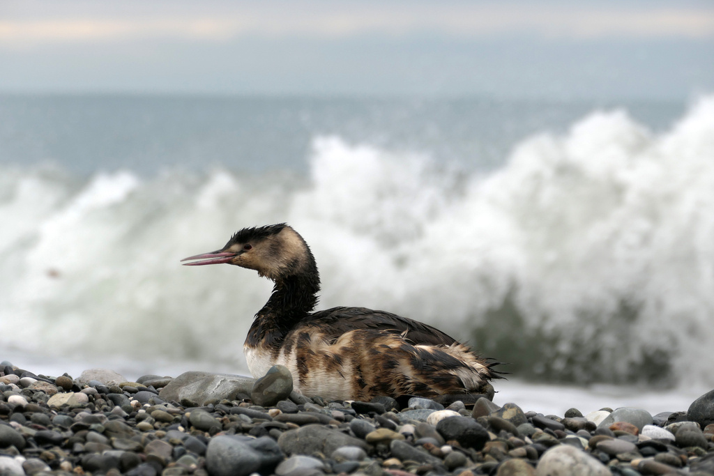 Чомга в мазуте, Адлер, 1 января 2025, фото Dmitrii
