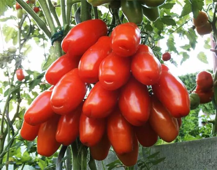 Яндекс картинки.