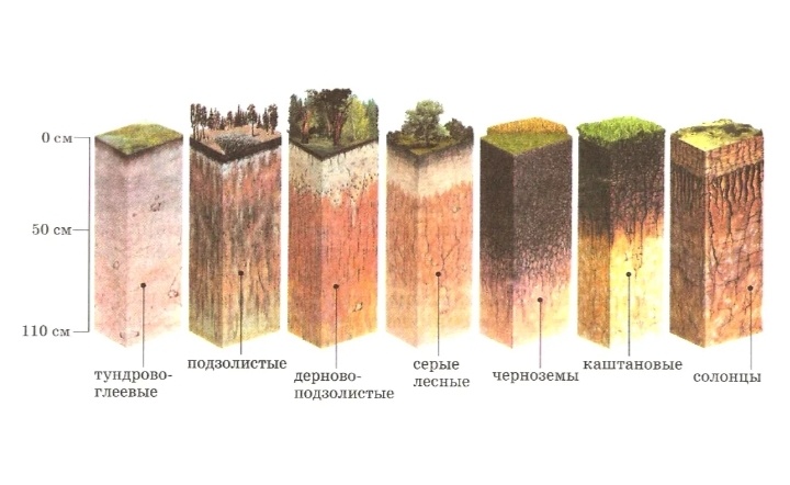 ПОчвы в срезе 