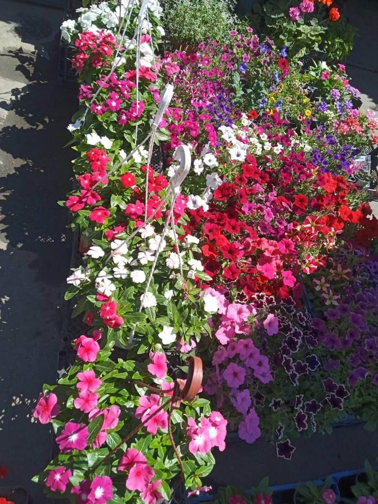 Катаранту ампельный  май