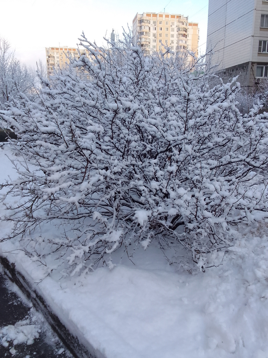 фото зимнего куста.