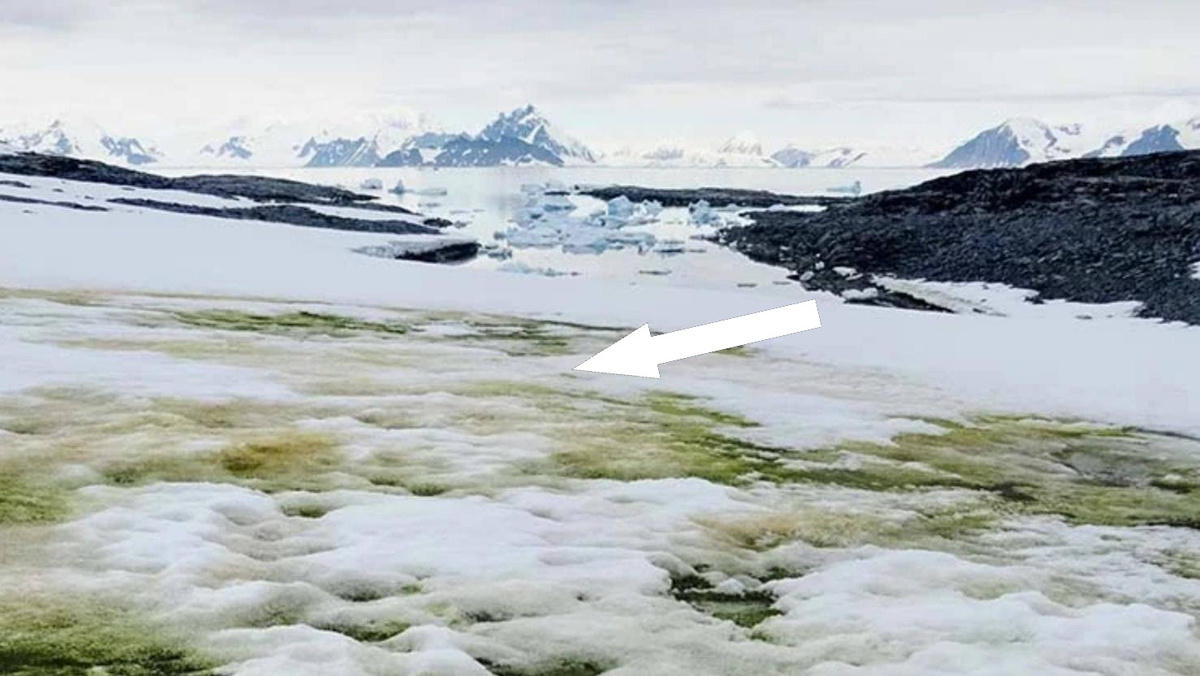    Антарктида становится зеленой и это плохо