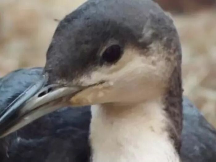 Источник фото: Южный парк "Малинки"