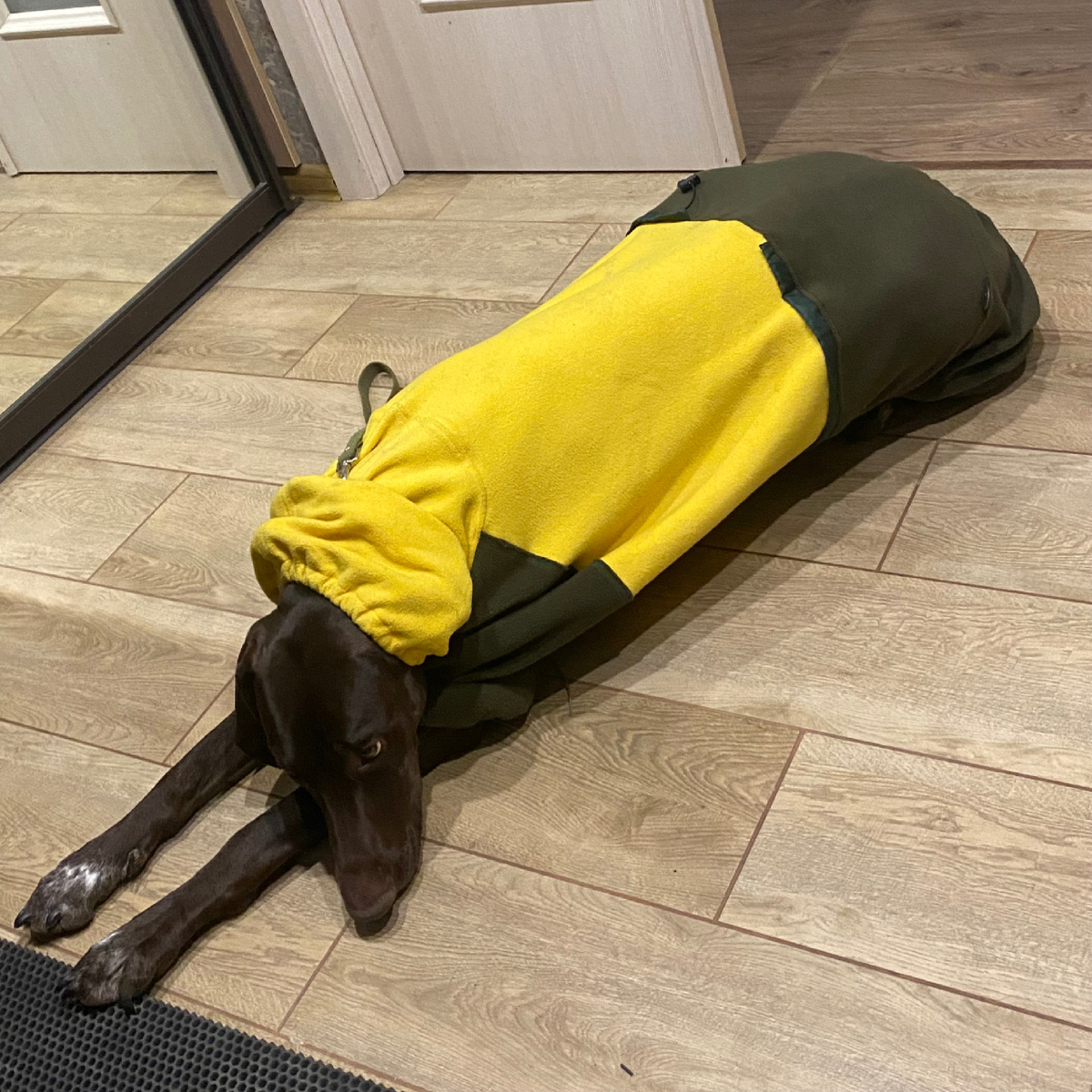 Кабачок в ожидании прогулки