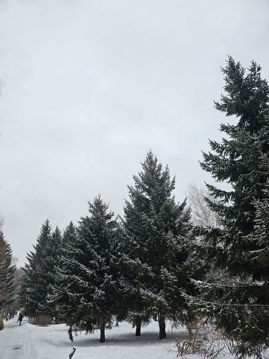 Зимние деревья очень нарядные, и как видно, подталкивают к философским размышлениям.