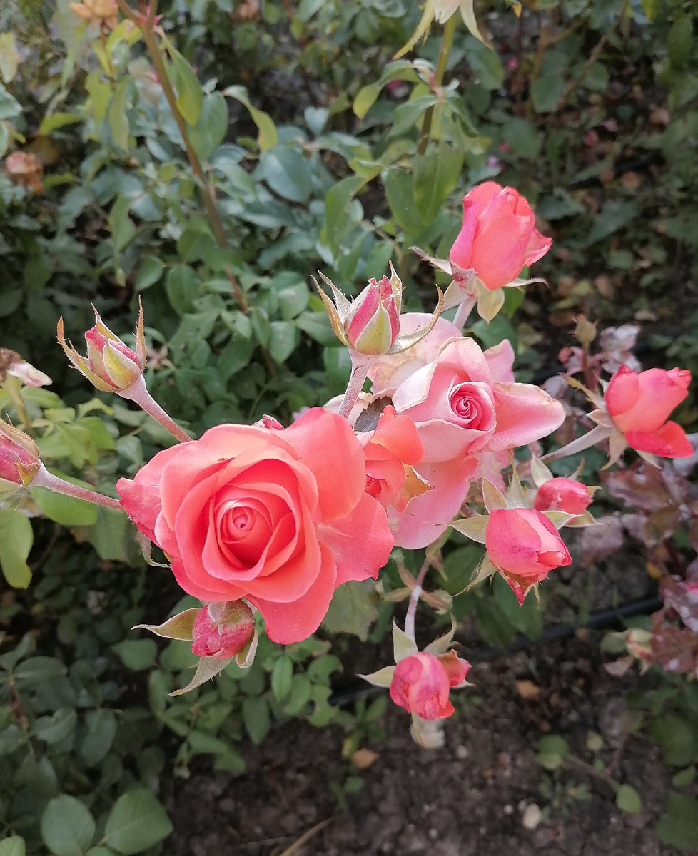 Розы в ноябре не редкость. 