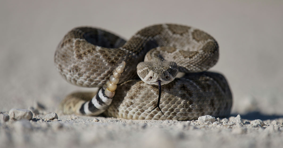 Гремучая змея