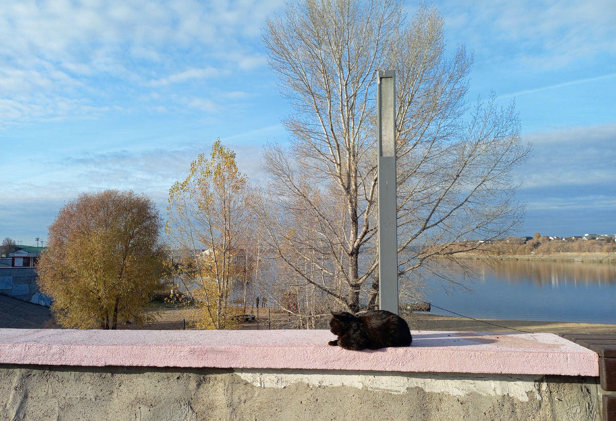 Котику неведомы печали