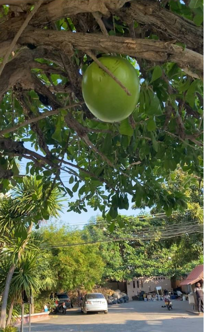 Крупные плоды висят прямо над головой)