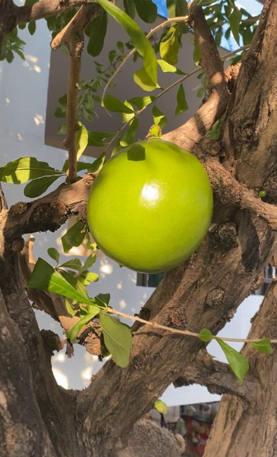 Это явно старое дерево с причудливо изогнутым стволом!