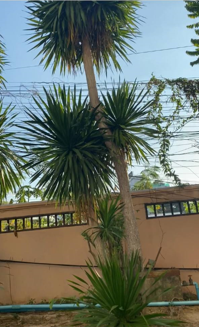 Вот таким заборчиком обнесена отельная территория!