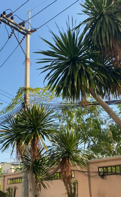 Какие сочные цвета, прямо глаз радуется)