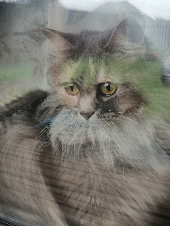 Марта смотрит на улицу через стекло. Печально что-то