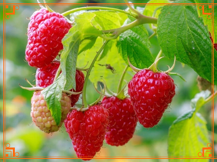 Фото из интернета. Нужно ли подкармливать весной малину.