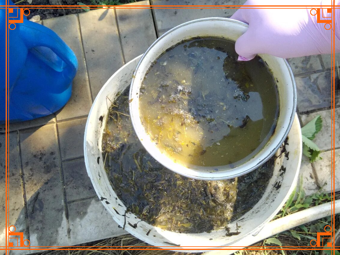 Фото из Интернета. Органика для подкормки малины весной