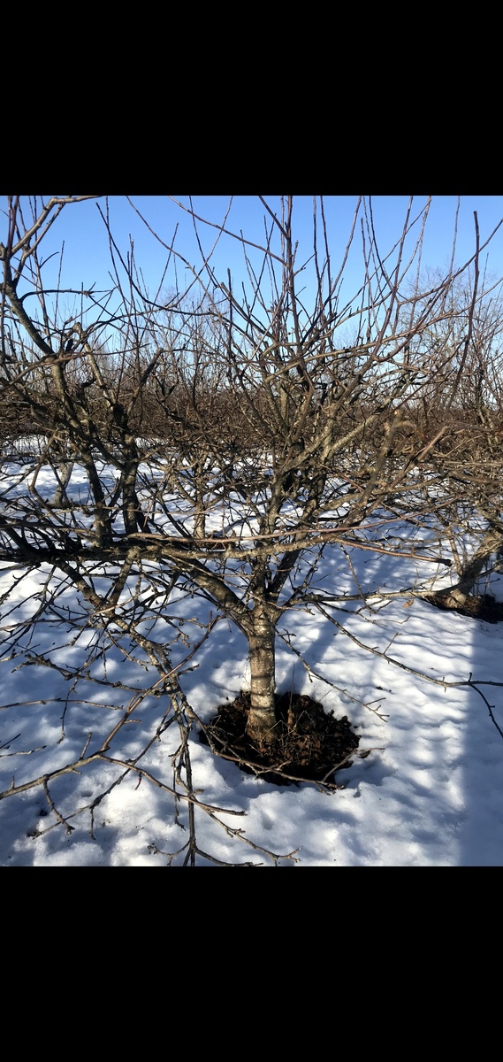 Яблоня 12 лет в домашнем саду(высота 3 метра)